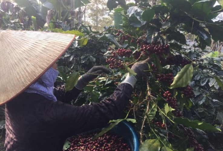 You are currently viewing DALAT FARMERS ABANDON ARABICA COFFEE DUE TO LOW PROFITS