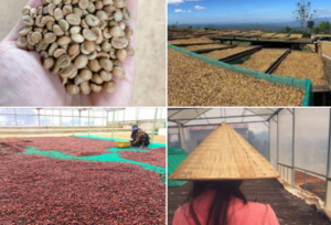 Read more about the article WASH, NATURAL OR HONEY PROCESS?