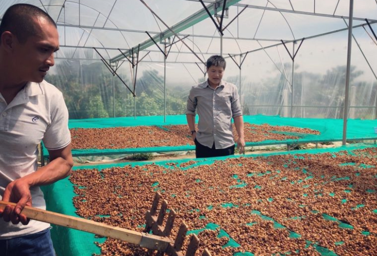 Read more about the article HOW DOES PROCESSING METHOD PLAY A ROLE IN COFFEE TASTE & FLAVOR?